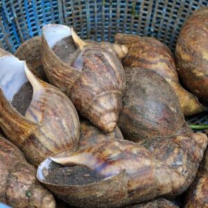 Snails ( Medium Size 8 pcs)