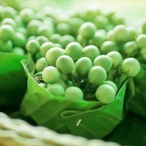 Turkey Berry ( Abedru)