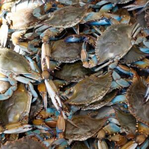 Crabs Medium Size