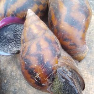 Snails ( Medium Size 4 pcs)